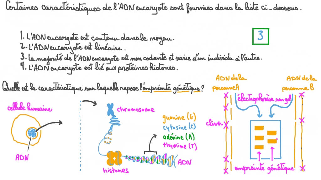 Rappel de la caractéristique de l'ADN utilisée pour les empreintes génétiques