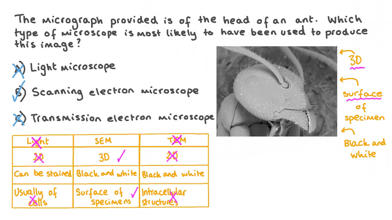Identifying Micrograph Images Produced by Different Microscopes