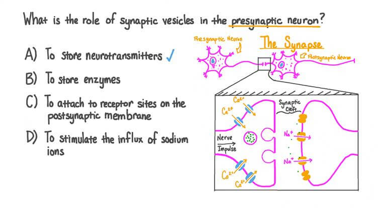 Synaptic Vesicles In Presynaptic Neurons