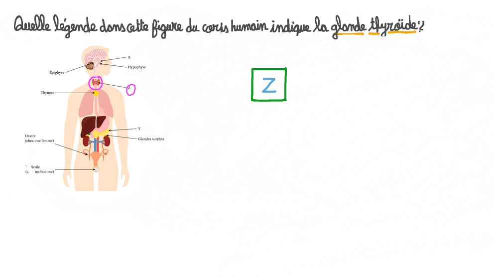 Identifier la glande thyroïde dans le corps humain