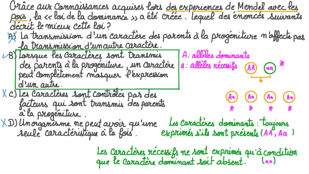 Rappeler la loi de dominance de Mendel