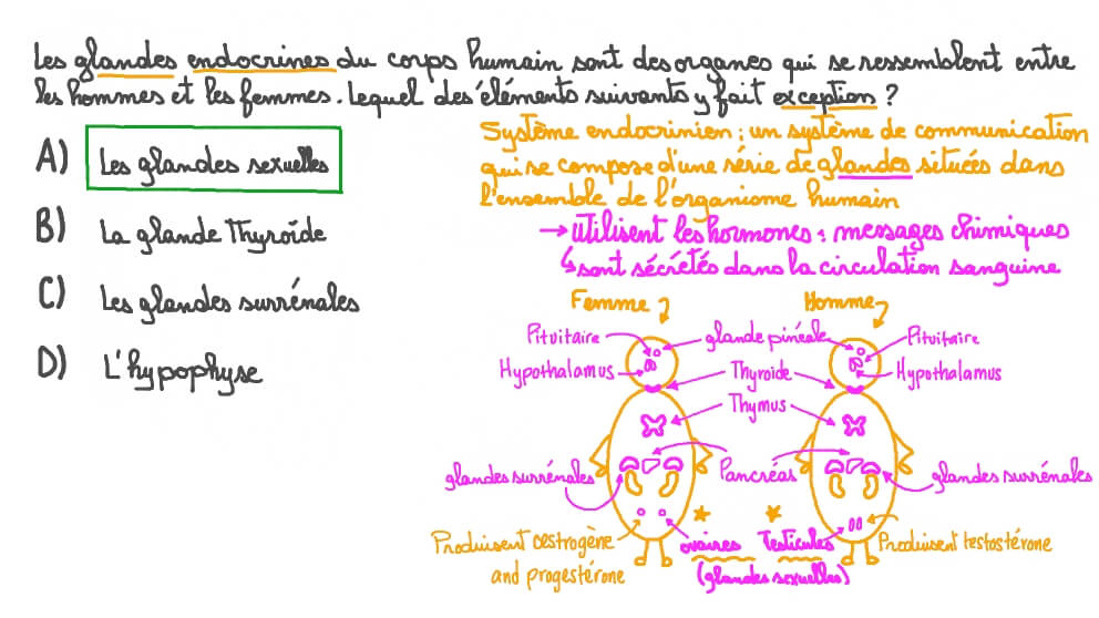 Identifier les principales différences entre le système endocrinien masculin et féminin