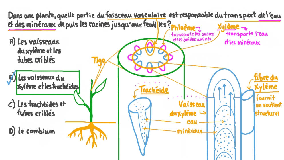 Rappel des structures vasculaires responsables du transport de l’eau et des minéraux dans une plante