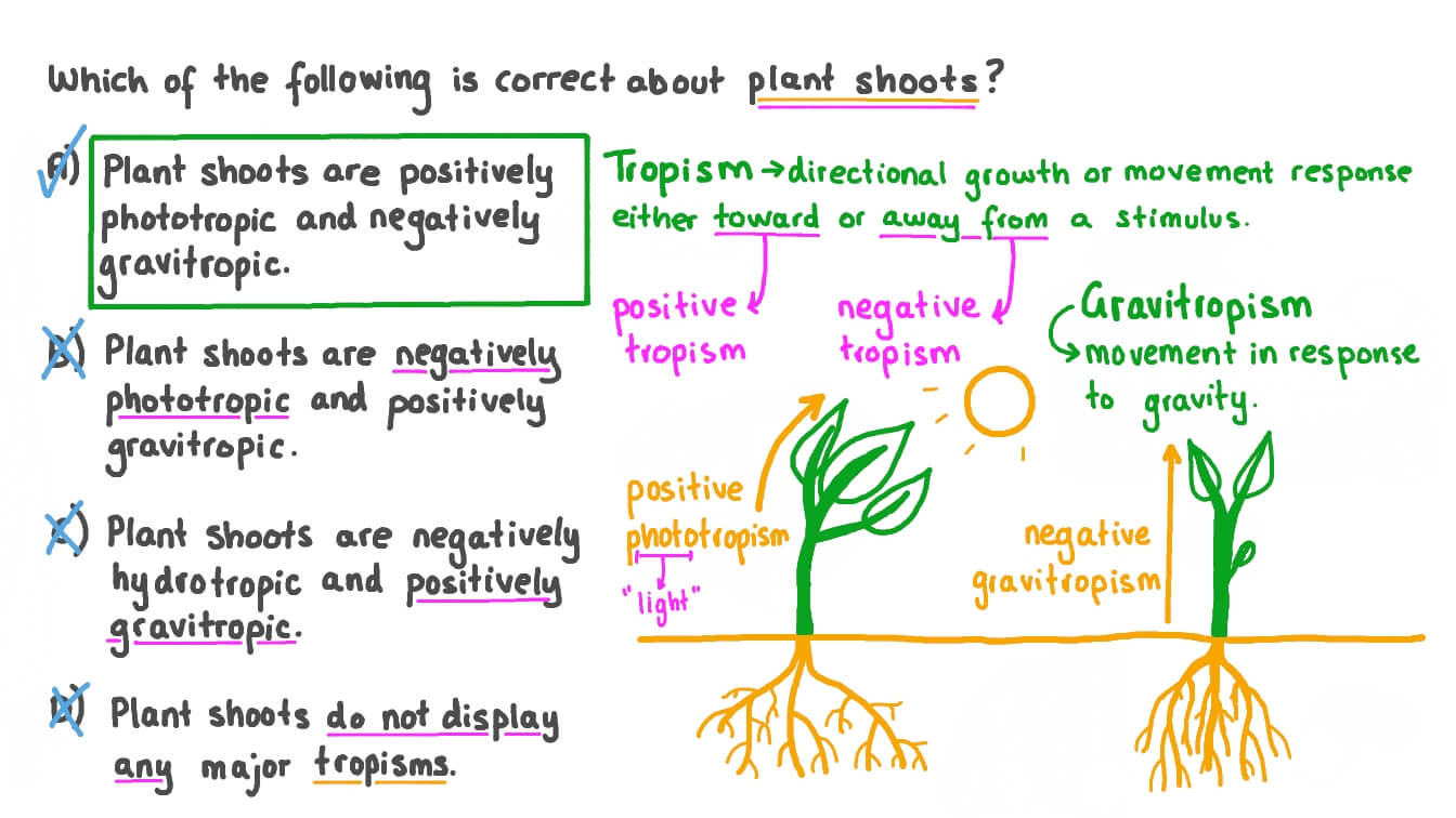 Question Video Describing The Tropisms Displayed By Plant Shoots Nagwa