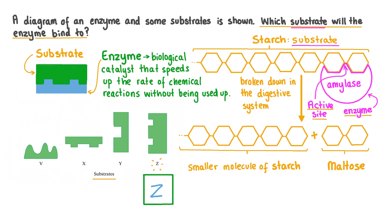 Correctly Matching the Shape of an Enzyme to the Shape of Its Substrate