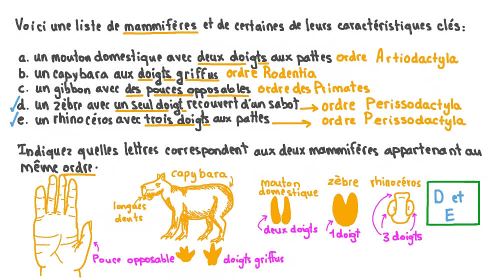 Reconnaître les caractéristiques qui définissent les ordres de mammifères