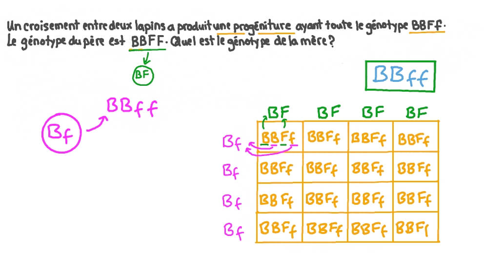 Déterminer le génotype d’un parent en utilisant un croisement dihybride