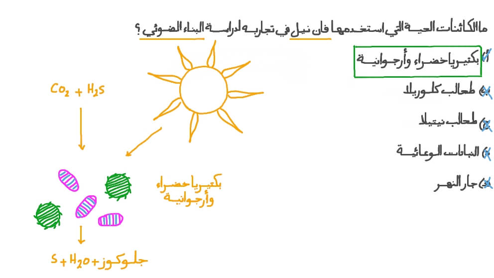 التعرف على الكائنات الحية التي استخدمها فان نيل في تجاربه لدراسة البناء الضوئي