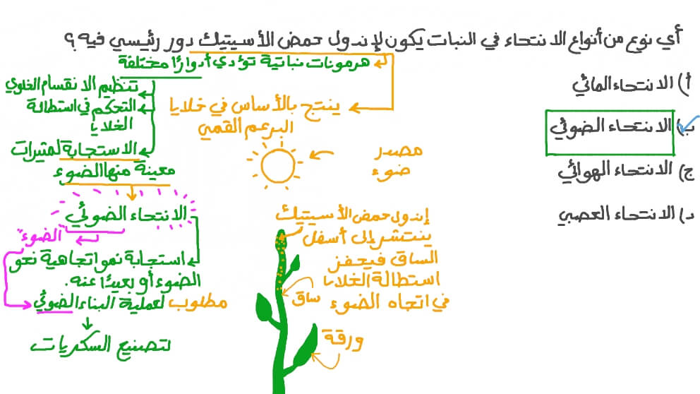 تذكر نوع الانتحاء الذي يكون لإندول حمض الأسيتيك دور في التحكم فيه
