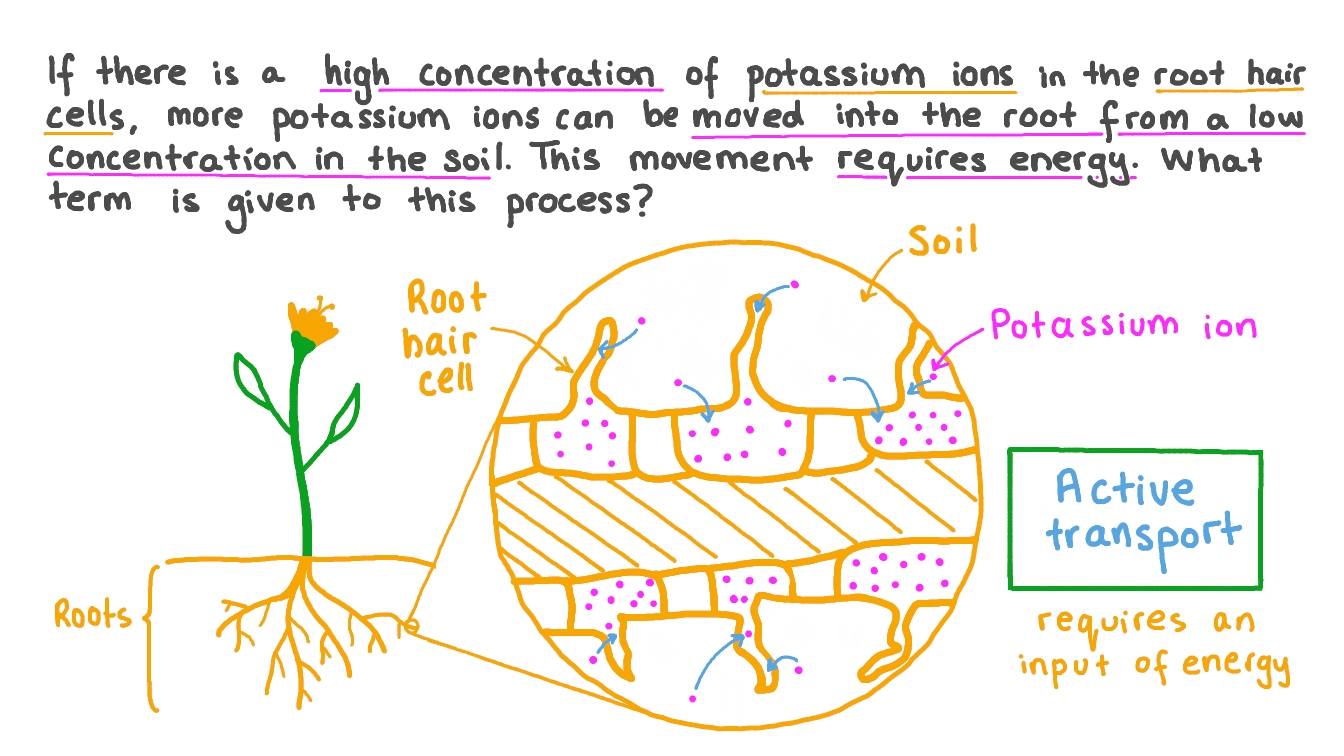 Question Video Recalling How Ions Move Into Plant Roots From Low 