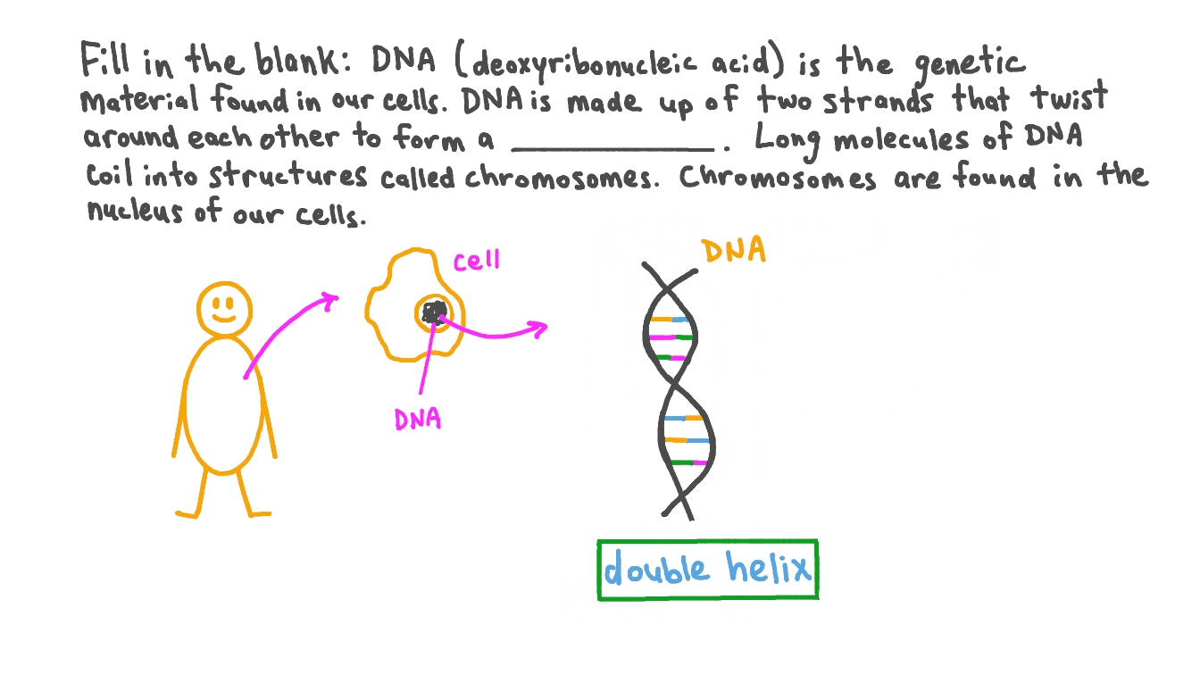 Question Video Recalling the Structure of a DNA Molecule Nagwa