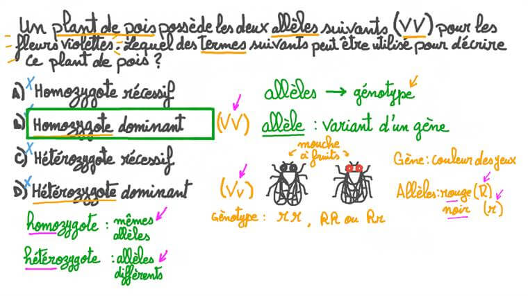 Leçon Les allèles Nagwa