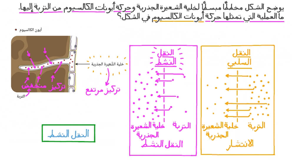 التعرف على عملية النقل النشط للأيونات في مخطط لخلية الشعيرة الجذرية