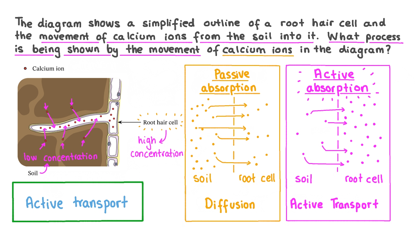 Borde Un Fiel Vanidad Active Transport In Root Hair Cells Molde 
