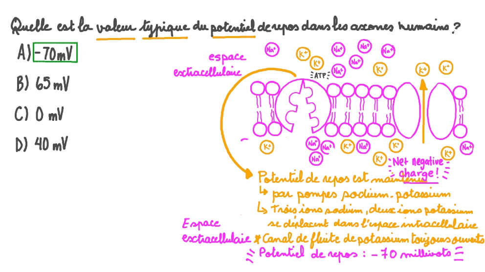 Rappeler la valeur typique d’un axone au repos