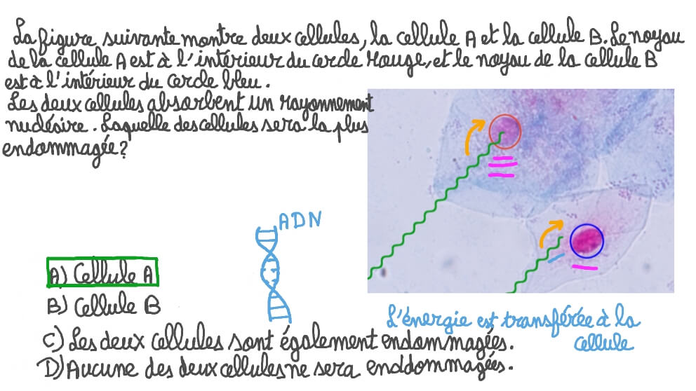 Comparer les dommages engendrés sur deux cellules absorbant un rayonnement nucléaire