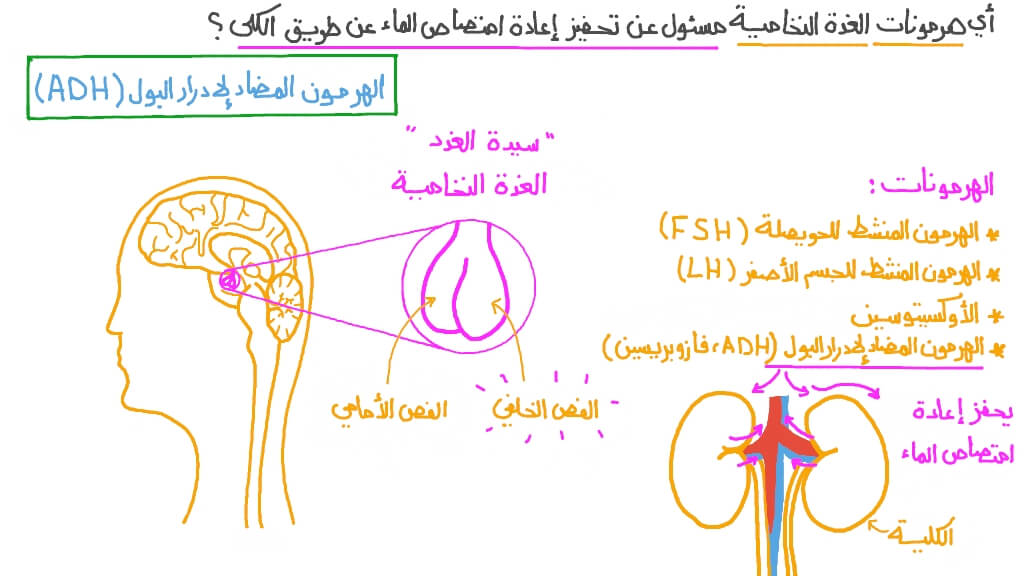 تذكر دور الهرمون المضاد لإدرار البول &#x202A;(ADH)&#x202C;&#x200F;