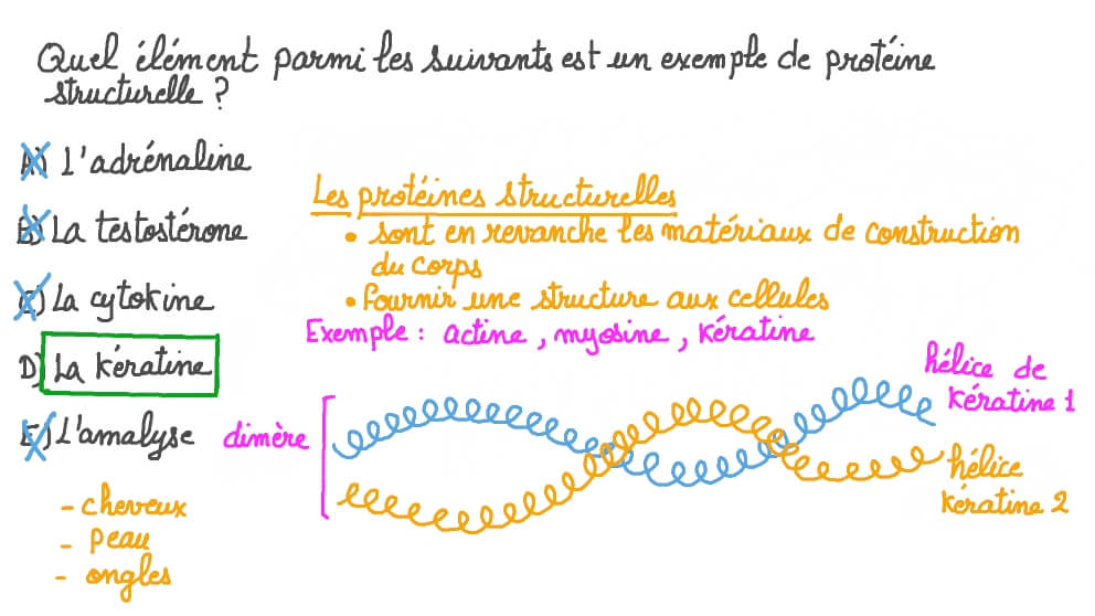 Rappeler quelques exemples de protéines structurelles
