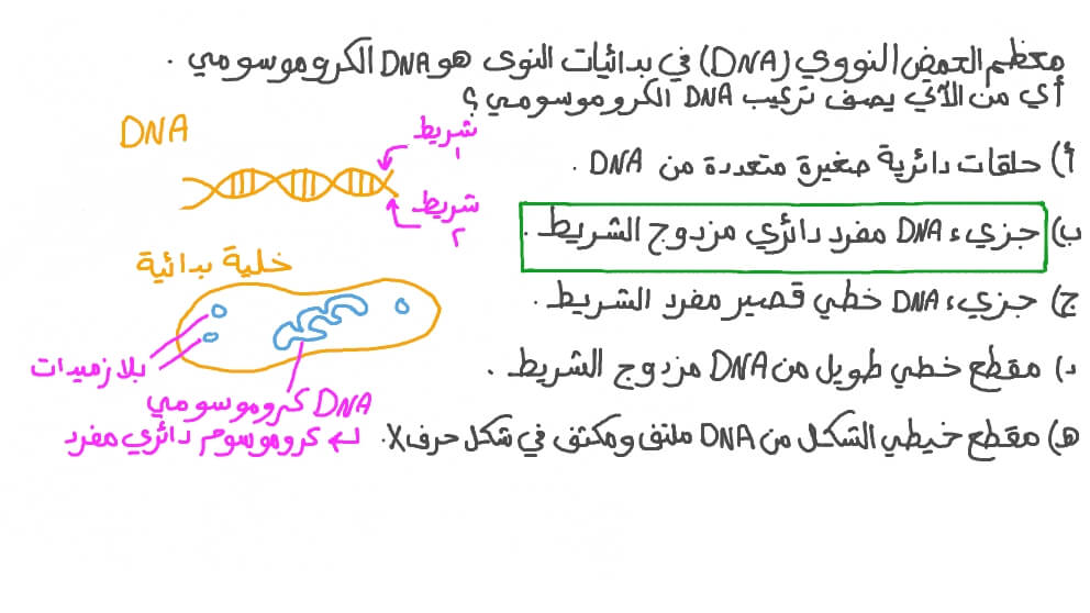 وصف تركيب الحمض النووي &#x202A;(DNA)&#x202C;&#x200F; الكروموسومي