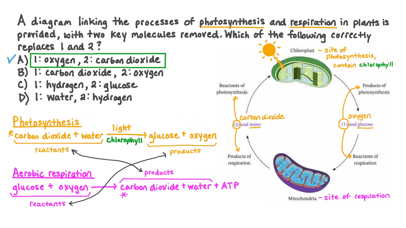 Question Video Linking The Reactants And Products Of Photosynthesis 