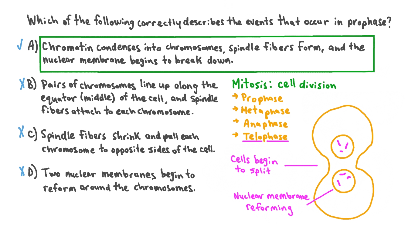Question Video Describing The Events That Occur In Prophase Nagwa