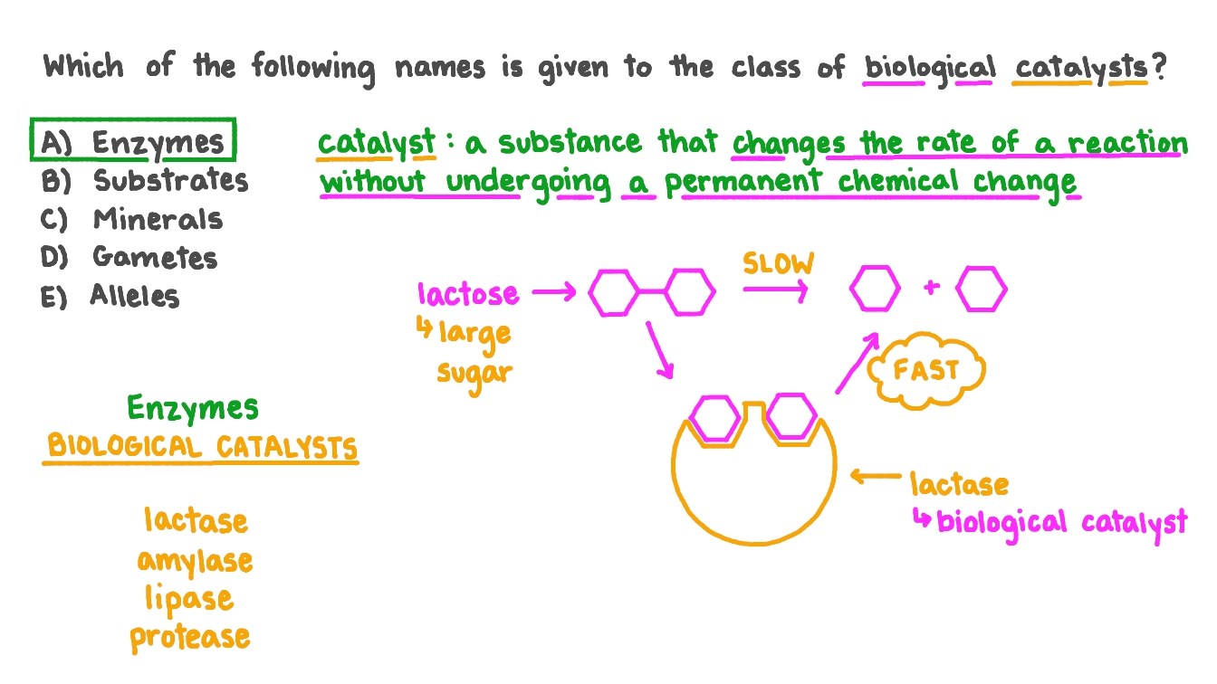 Question Video Identifying The Correct Term For A Biological Catalyst 