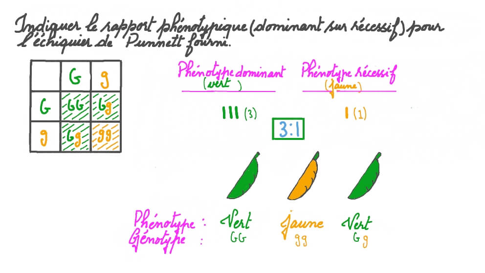 Calculer des rapports phénotypiques à partir d’un échiquier de Punnett complété
