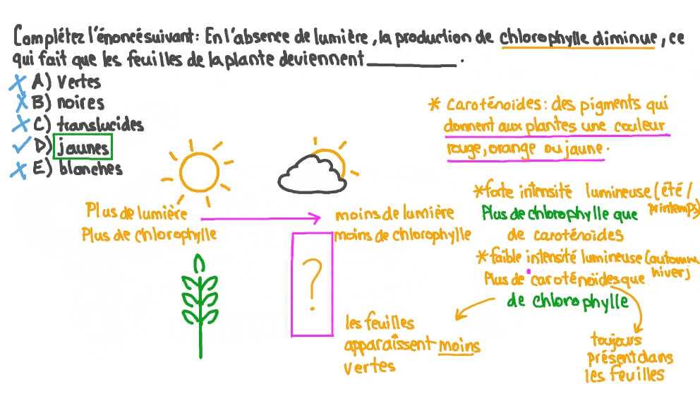 Rappeler les changements observables chez les Plantes lorsque la production de chlorophylle est réduite