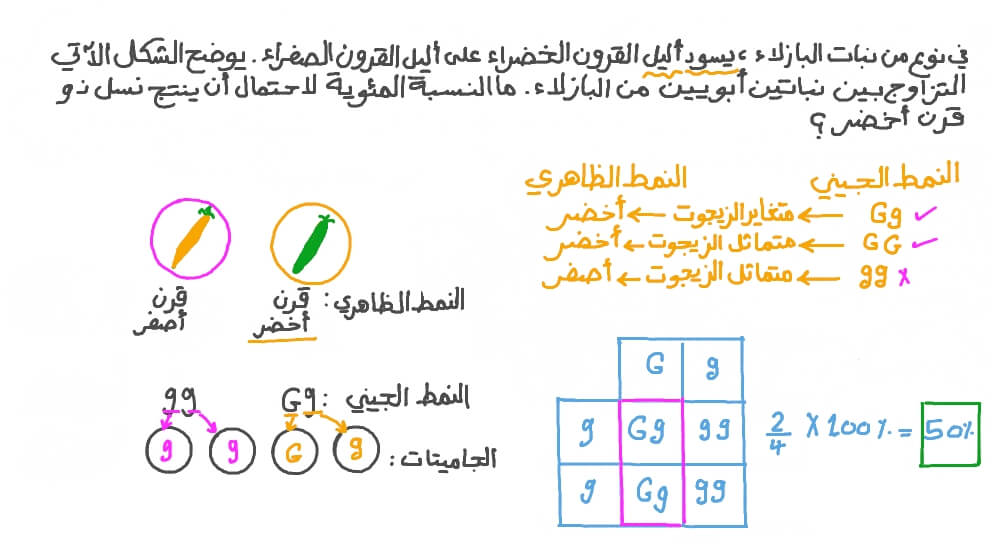 حساب احتمال وراثة نبتة بازلاء لقرن أخضر اللون