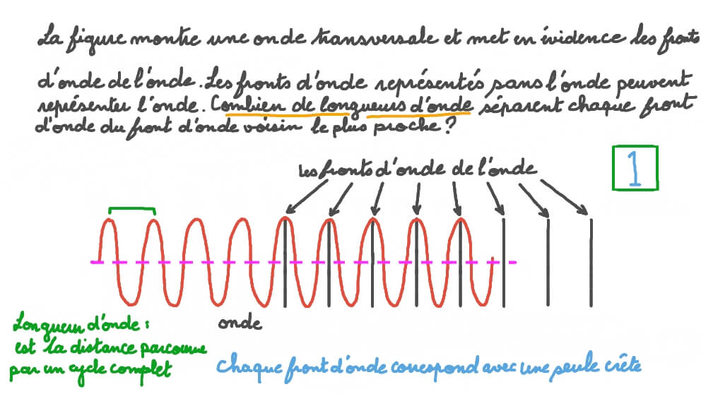 Représentation d’une onde transversale à l’aide de fronts d’onde