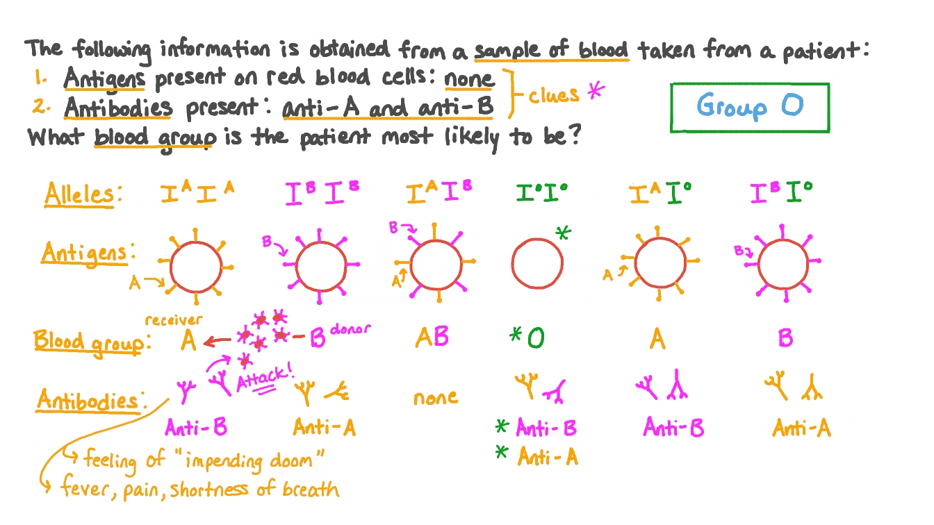 Question Video Recalling the Antigens and Antibodies That Determine