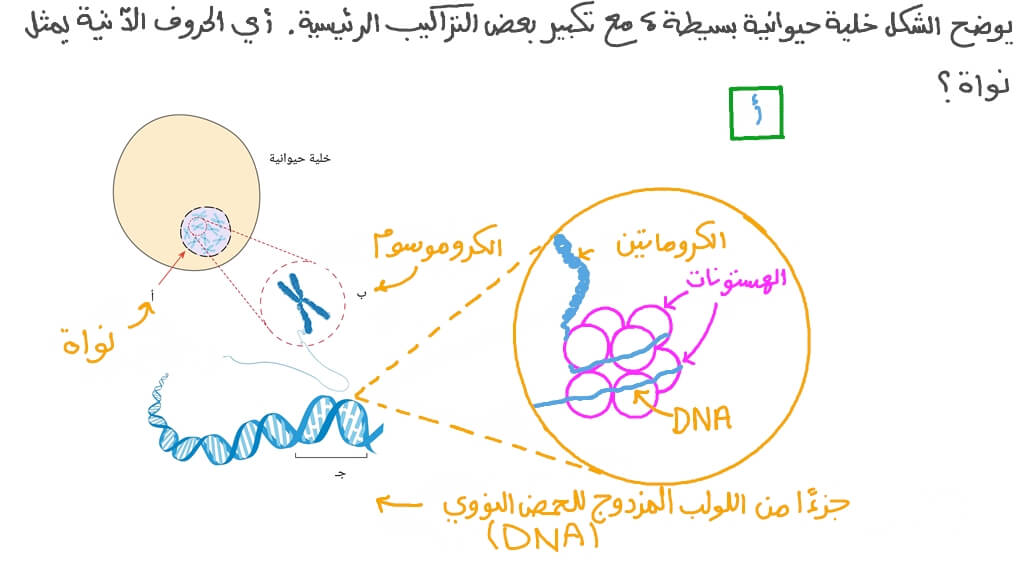 التعرف على النواة في شكل لخلية حيوانية