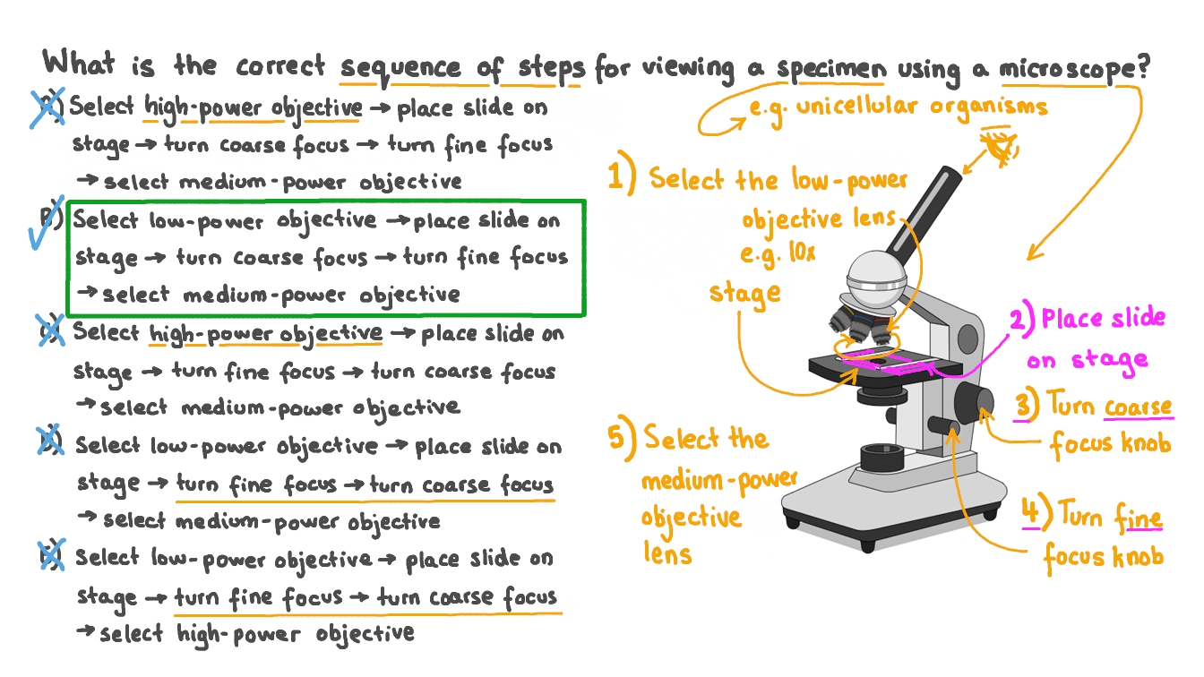 Microscope Parts And Functions How To Use A Microscope 44 OFF