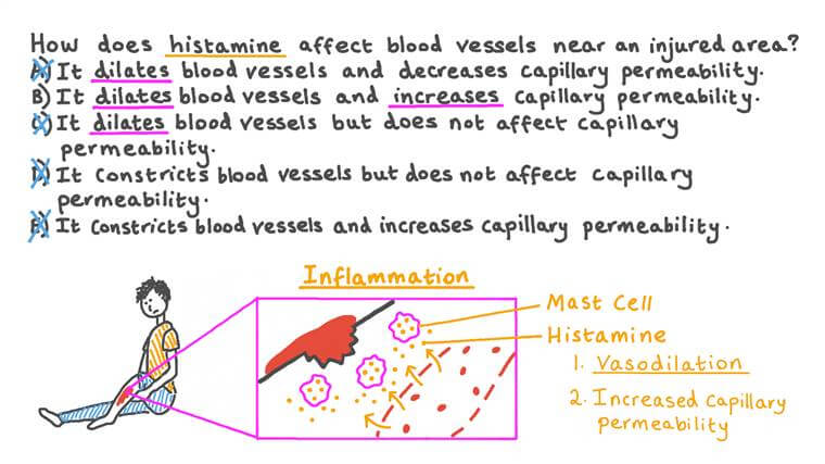 Recalling the Effect of Histamine on Blood Vessels