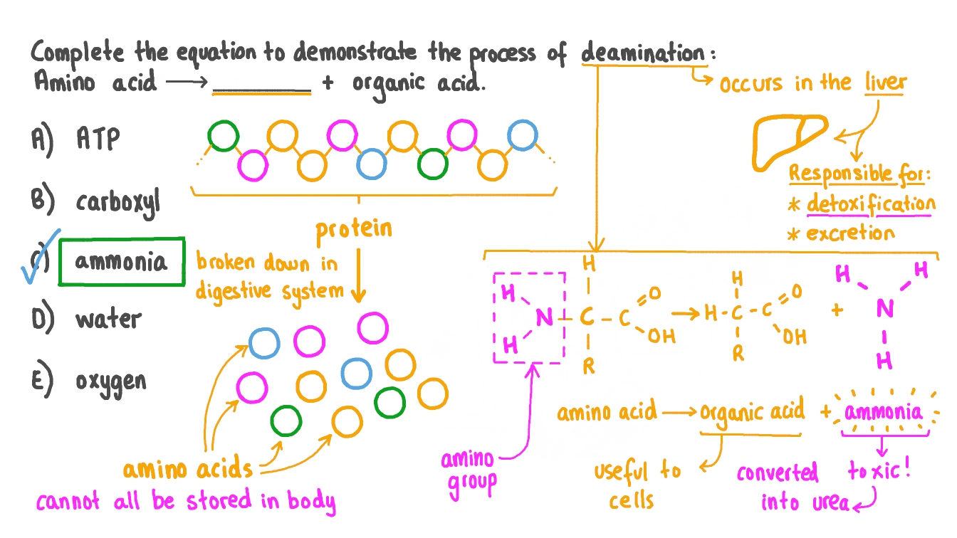 Question Video Recalling the Equation For Deamination of Amino Acids