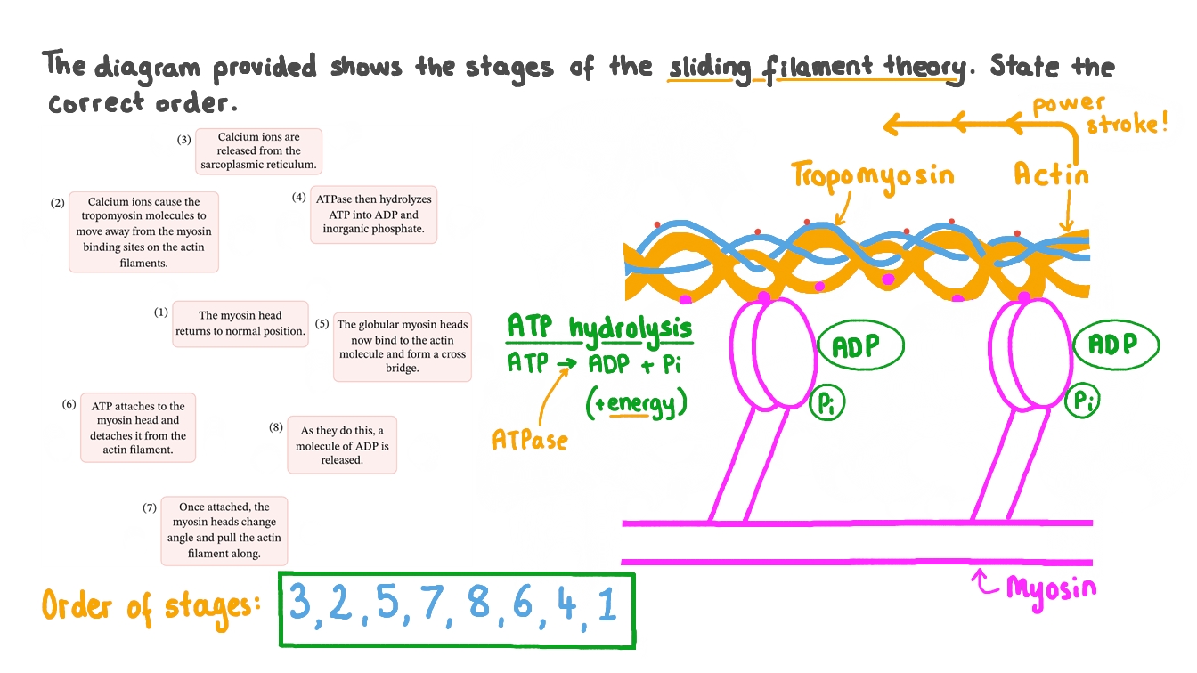 Question Video Describing The Stages Of The Sliding Filament Theory
