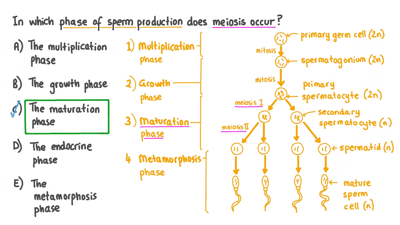 Recalling the Stage in Sperm Production at Which Meiosis Occurs