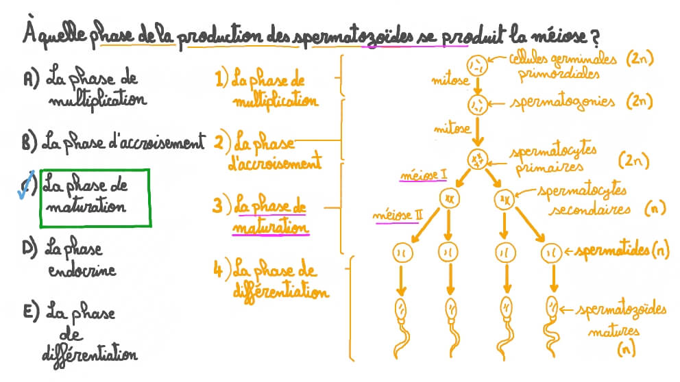 Rappeler le stade de la production des spermatozoïdes où se produit la méiose