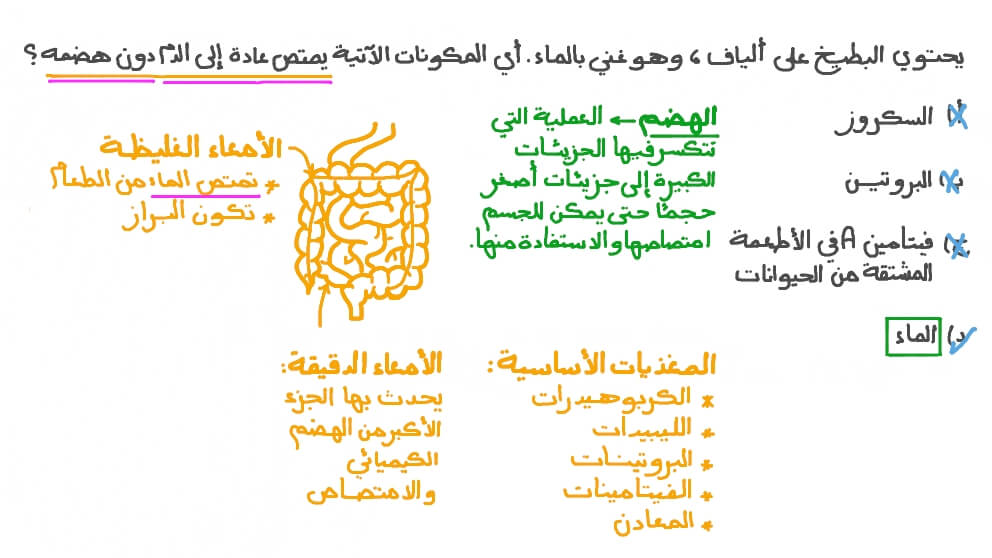 تحديد مكون الطعام الذي يمتص في الدم دون هضمه