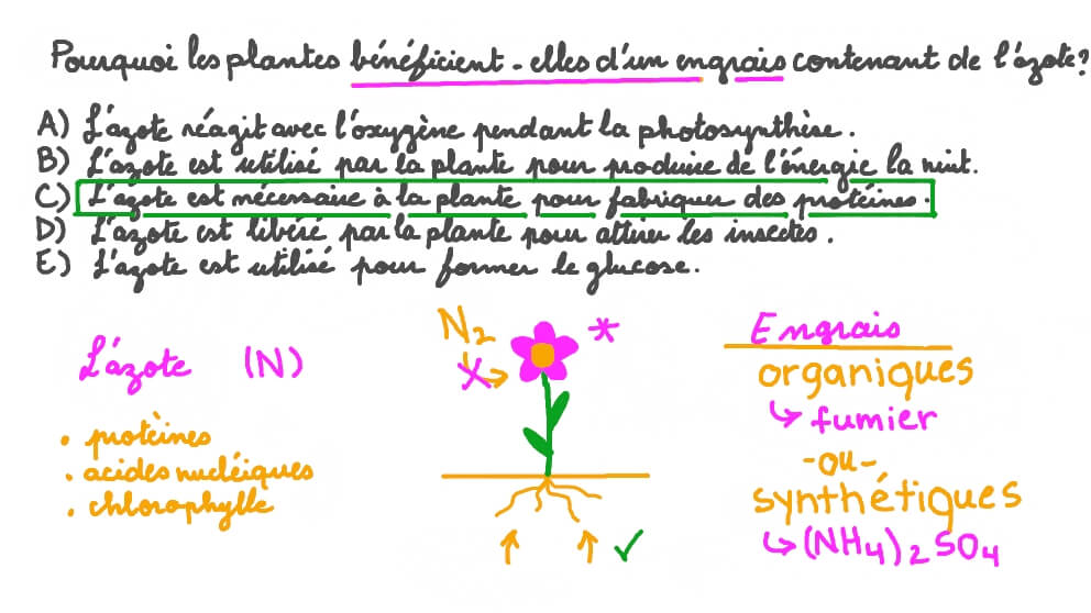 Identifier les avantages pour les plantes des engrais contenant de l’azote