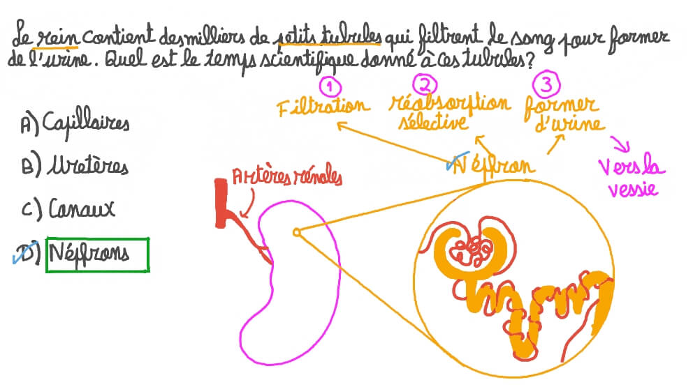 Rappeler le composant du rein qui fabrique l'urine