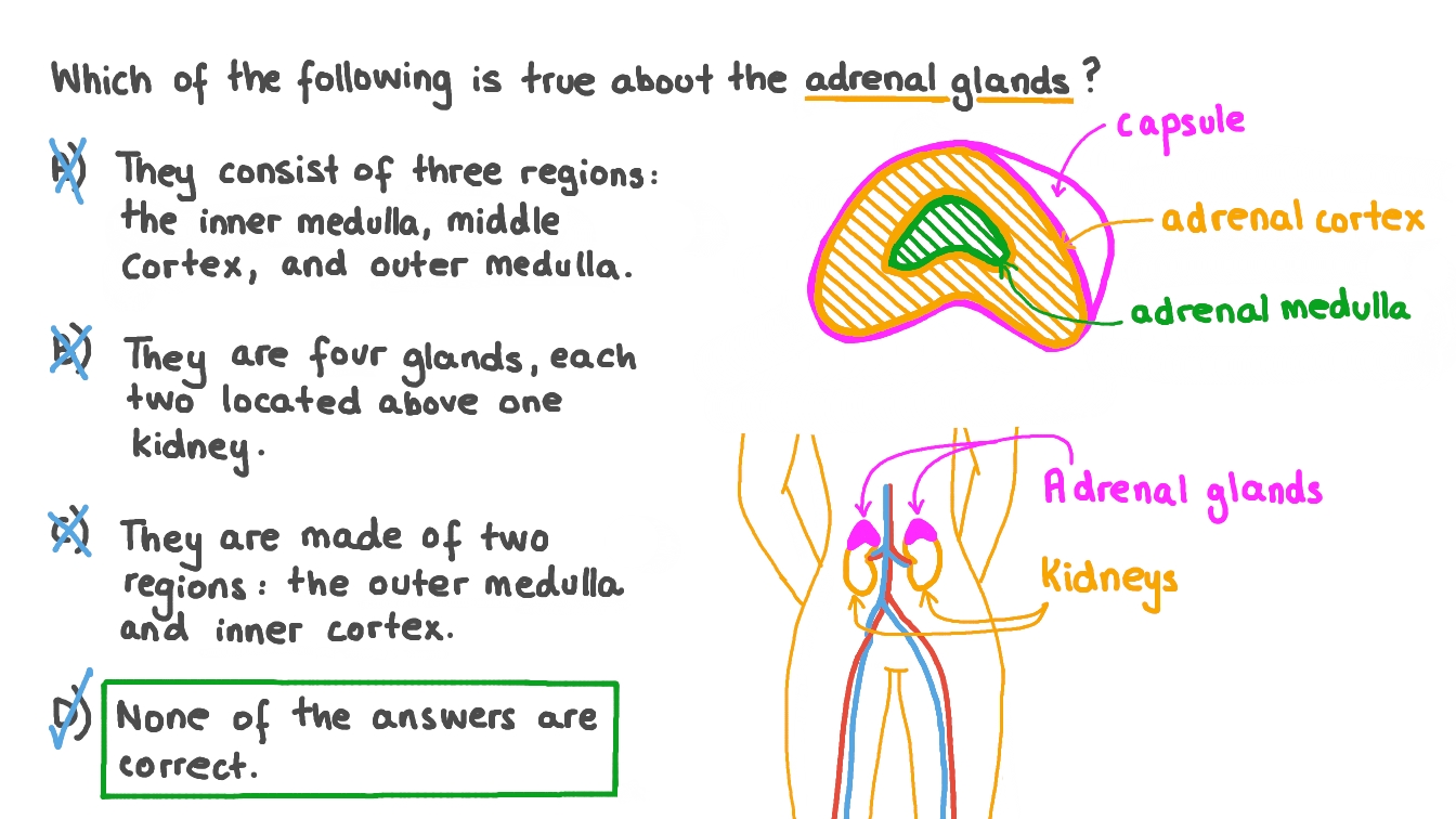 Question Video Identifying the Structure of the Adrenal Glands Nagwa