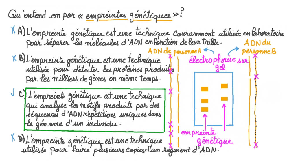 Définition de l'expression «empreintes génétiques»