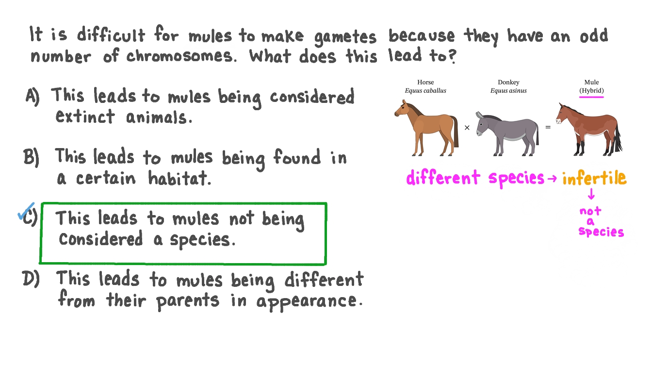 Identifying the Gametic Effect on Classification