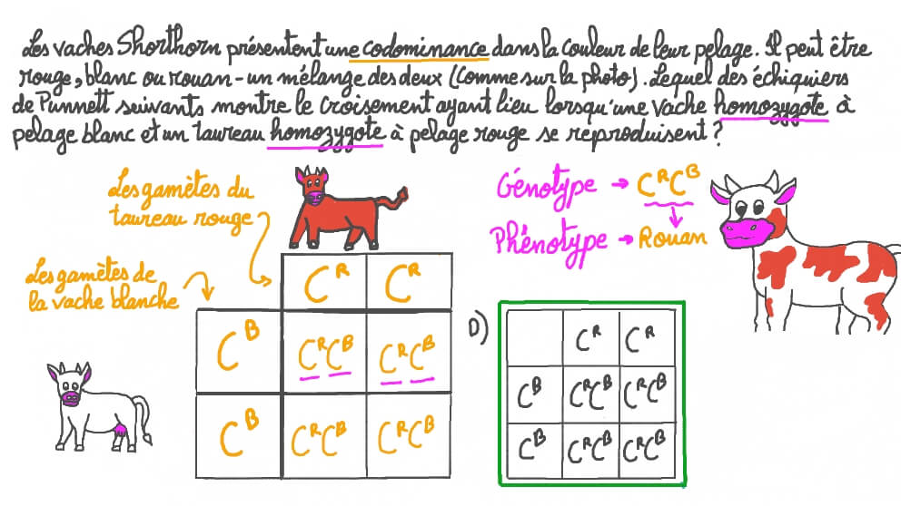Utiliser un échiquier de Punnett pour démontrer la codominance