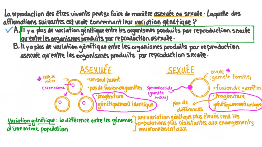 Vidéo question Décrire la différence de variation génétique entre les reproductions asexuée
