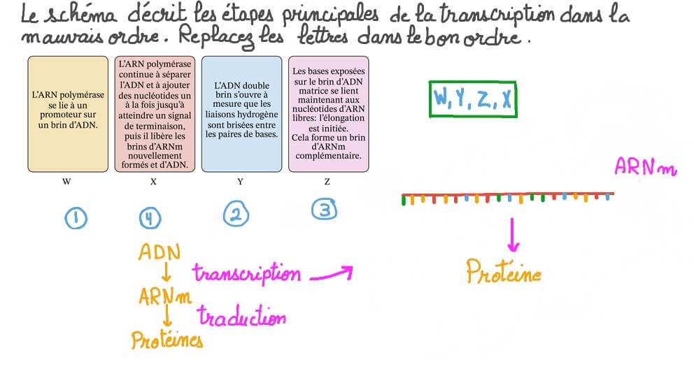 Comprendre les étapes de la transcription