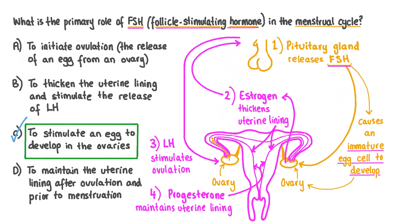 Question Video Recalling The Primary Function Of FSH In The Menstrual 